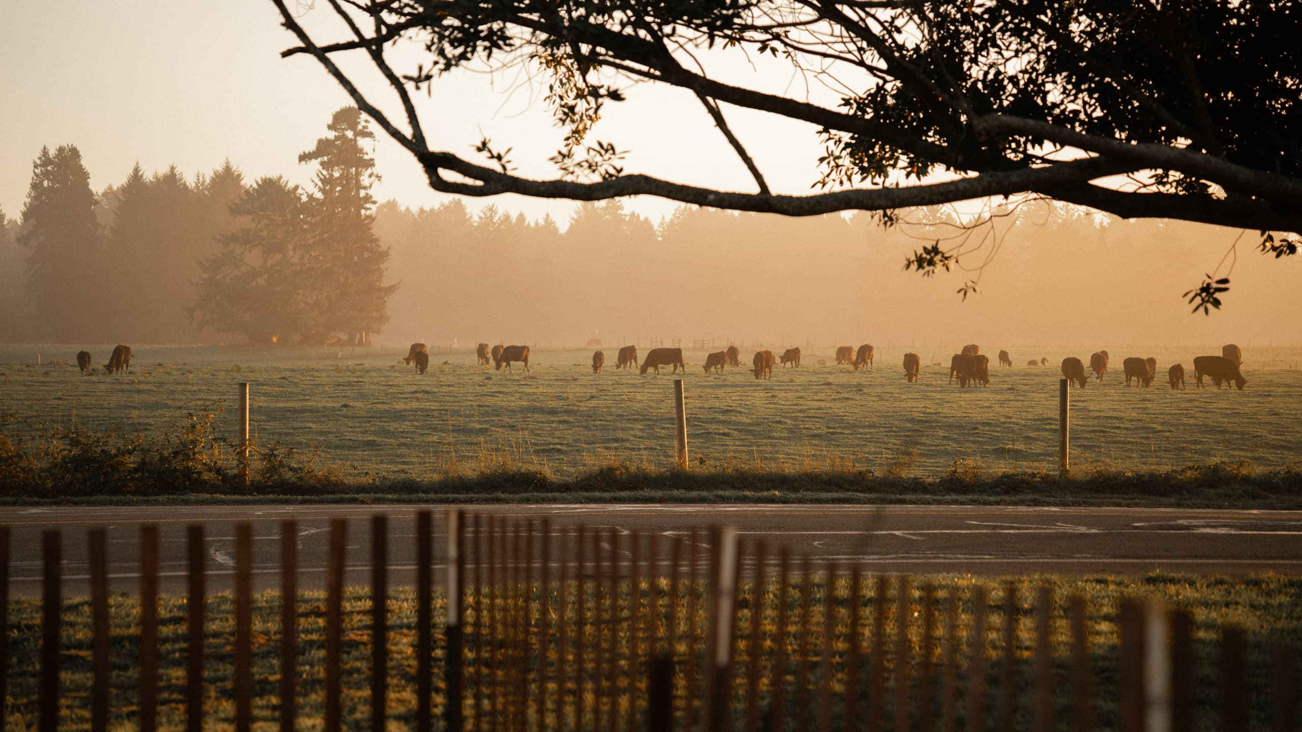 Watching the cows graze in the golden light of sunset, just beyond the fence. There’s something magical about these quiet moments in Northern California, where nature’s rhythm becomes a part of our own. Living on the road, we’ve found that these simple scenes – the sound of cows grazing and the warmth of the setting sun – are what make travel truly unforgettable.