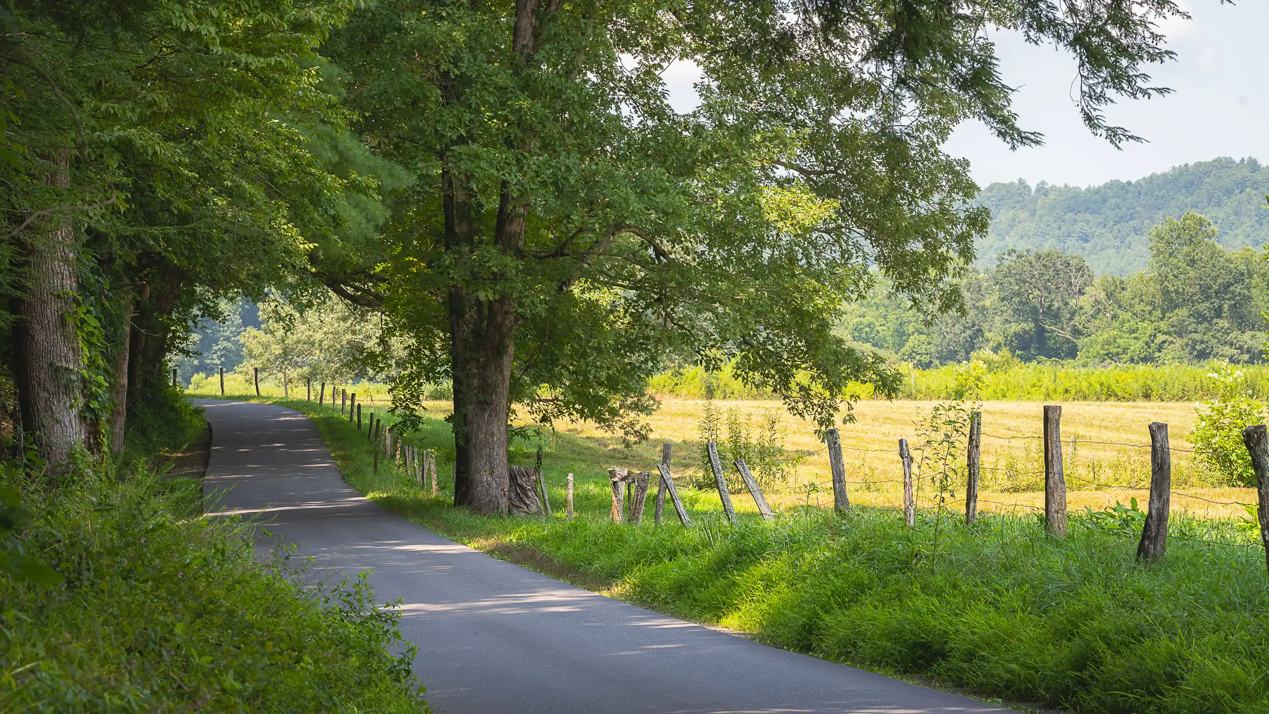 Curving paved road leading through Cades Cove in the Smoky Mountains, lined with trees and fences, with sunlit fields and mountains in the background on a bright day.