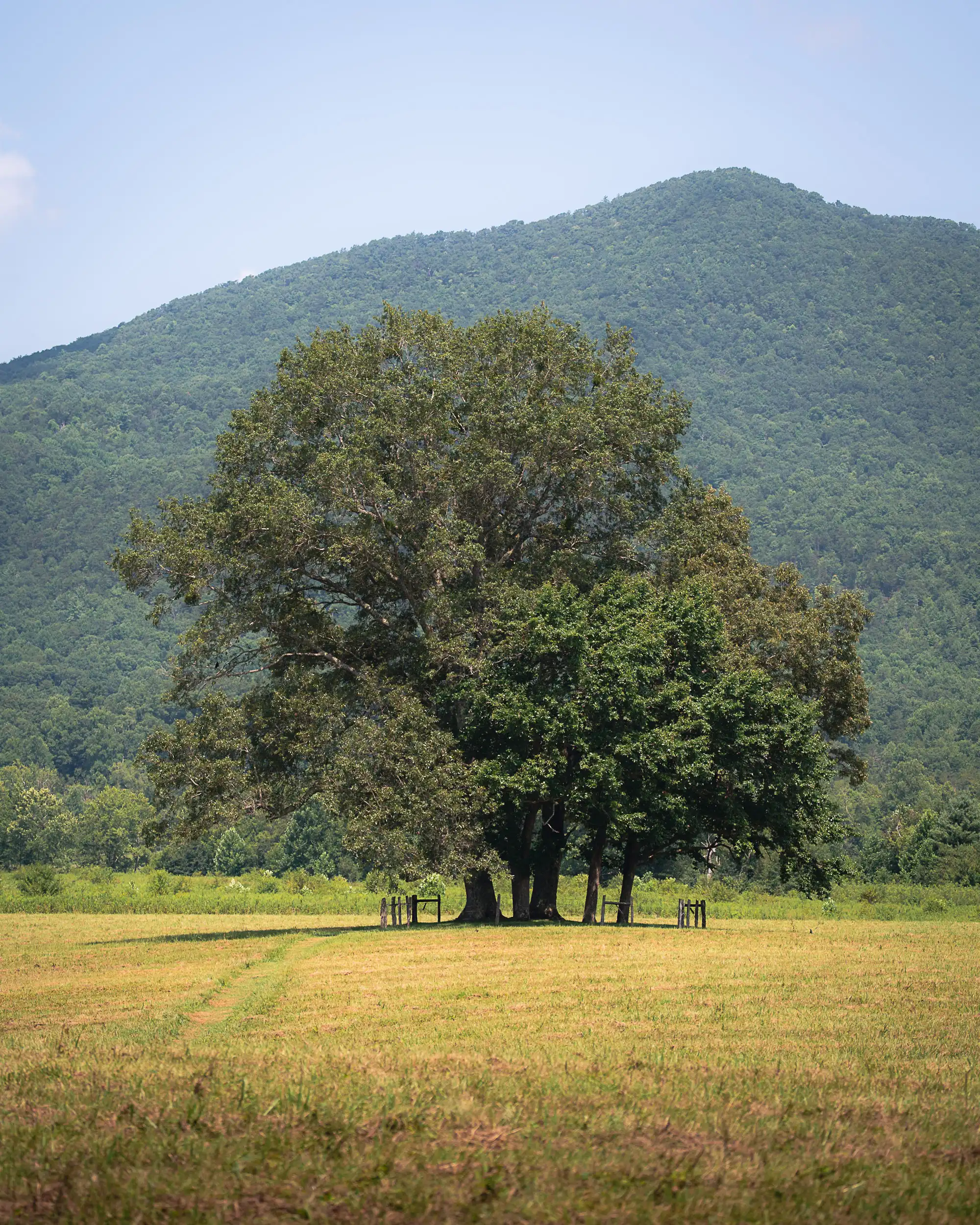 Zoomed-in shot of a large standalone tree fenced off in the middle of an open field at Cades Cove, Smoky Mountains, with clear skies.