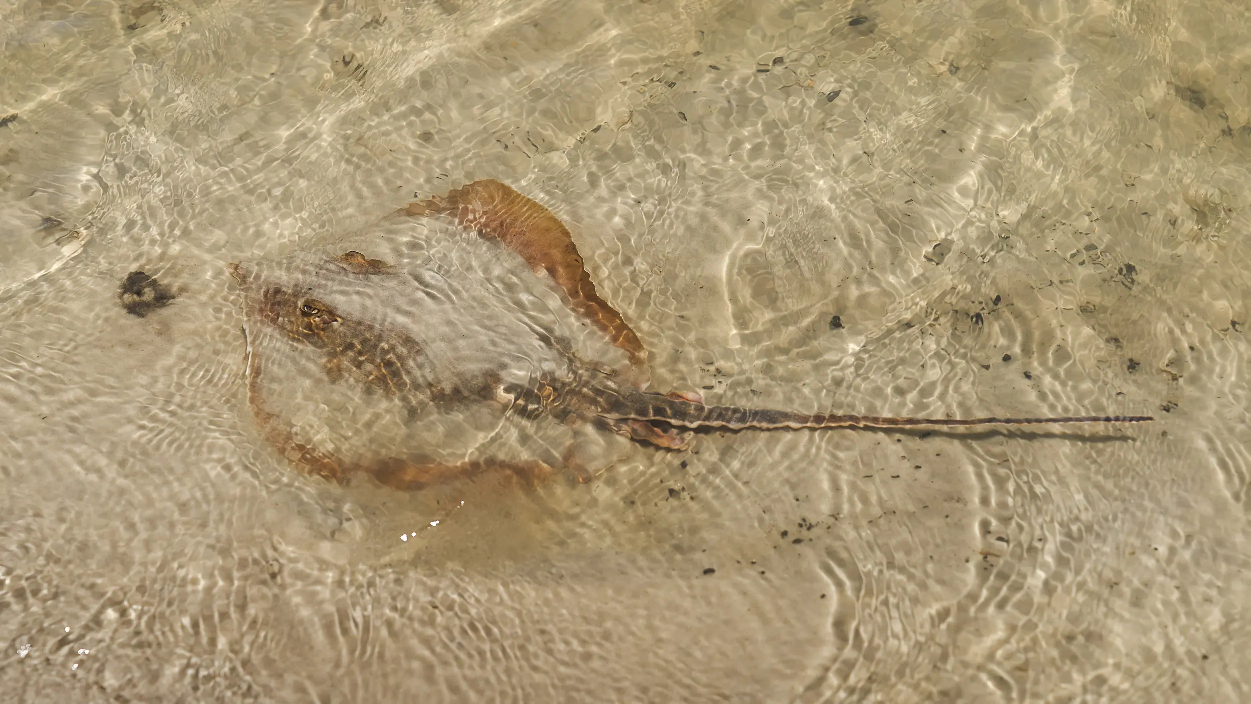 Spotting a stingray at Grayton Beach State Park, one of the most unique wildlife-related things to do on 30A.