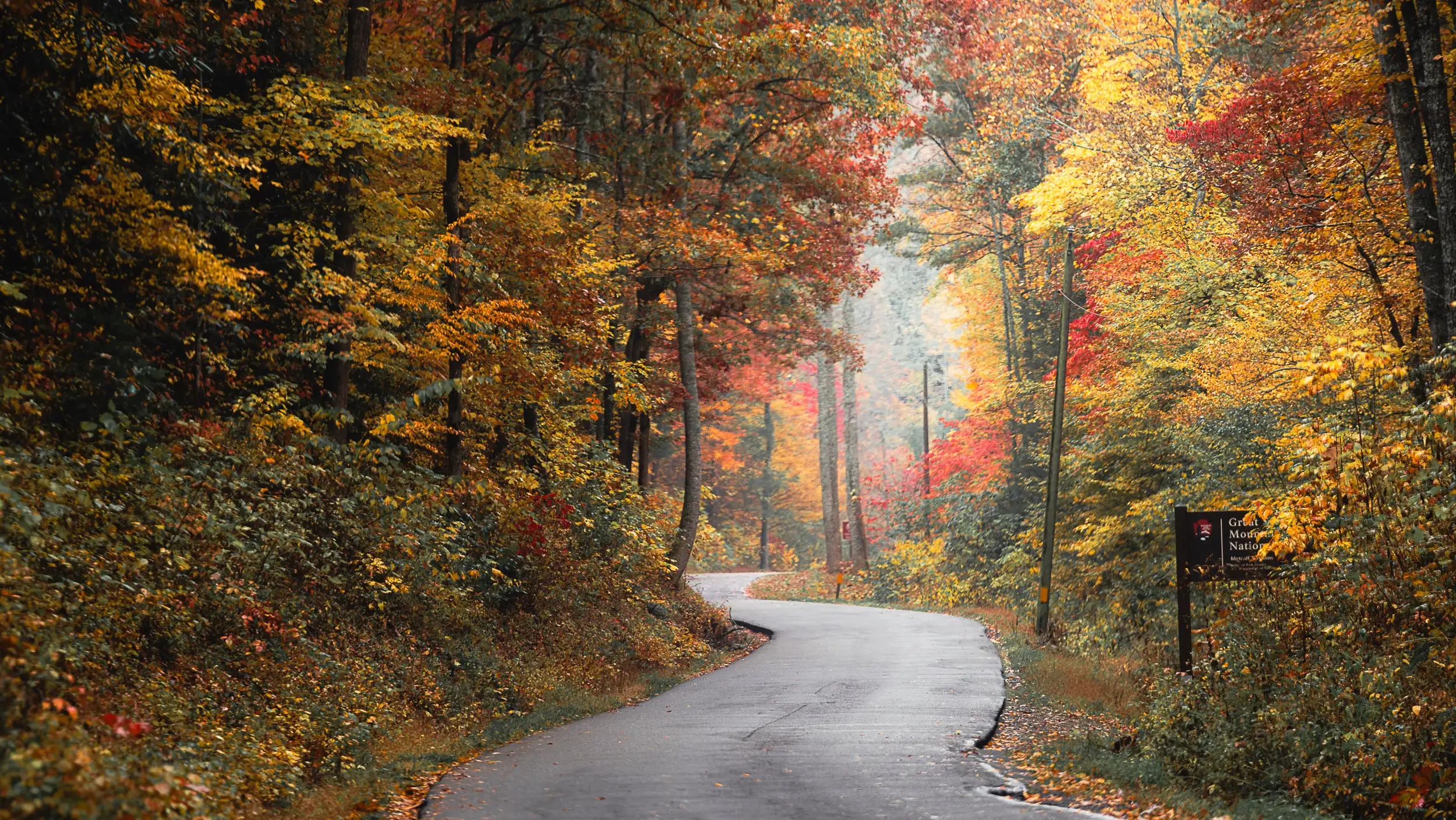 Winding road through Great Smoky Mountains National Park surrounded by vibrant peak fall colors in red, orange, and yellow.