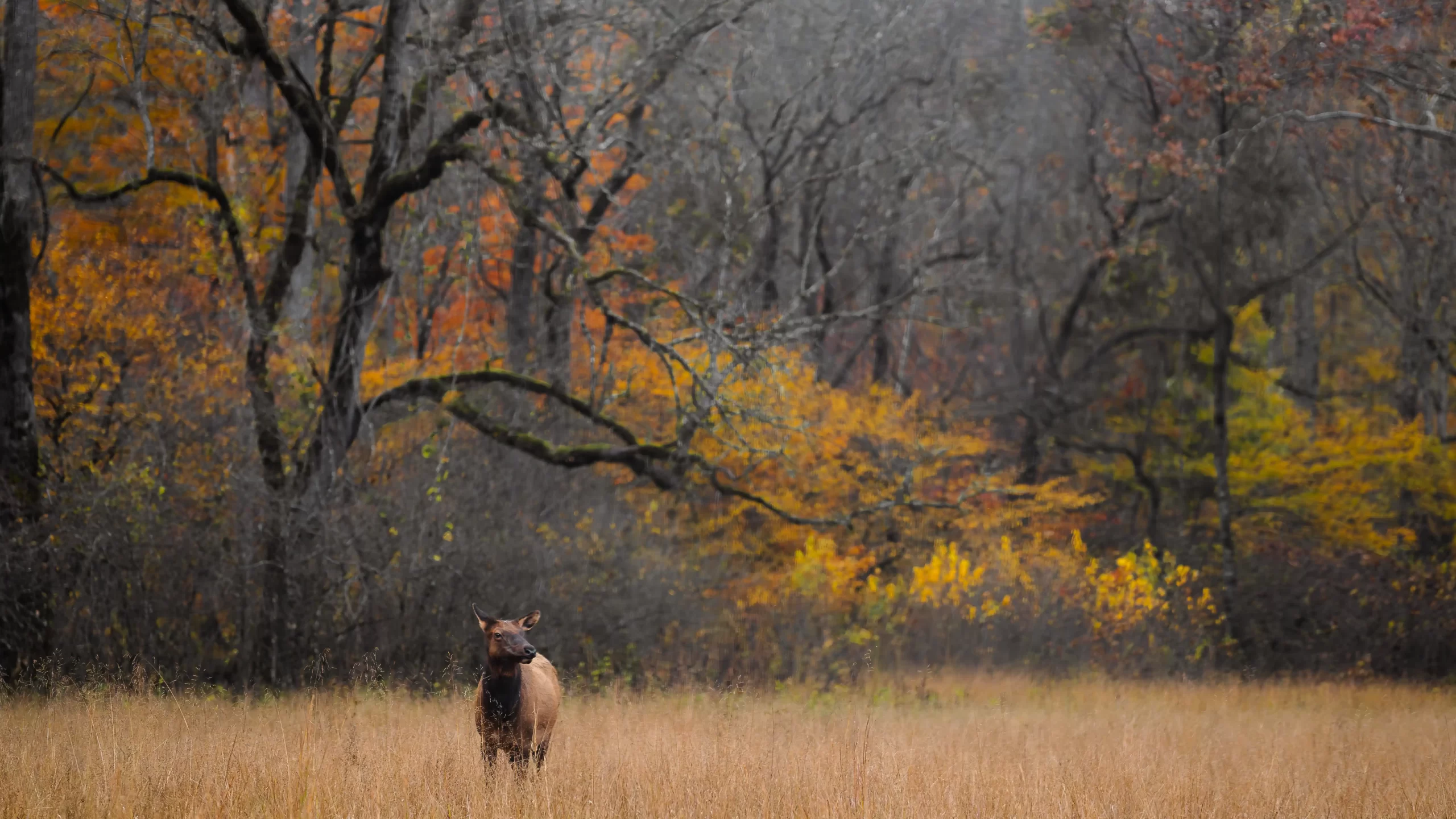 Elk meandering through grassy field with colorful autumn trees behind