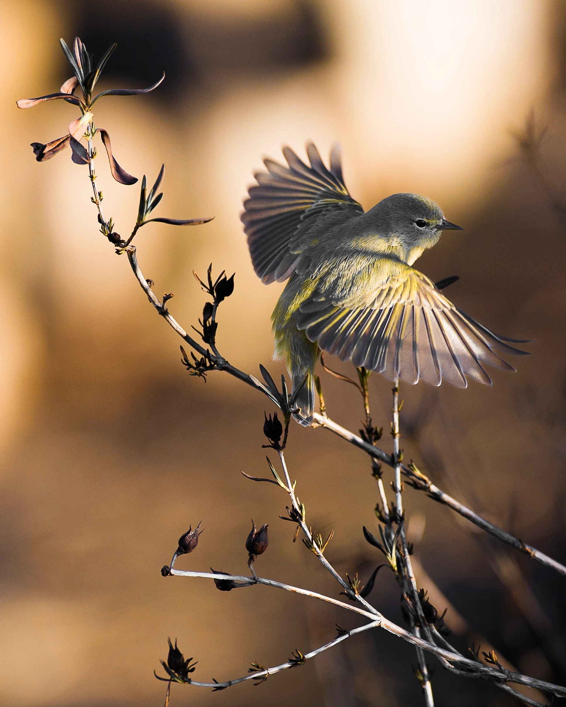 Perfectly timed bird in flight captured using the Sony A7 V camera with 30fps speed and pre-capture
