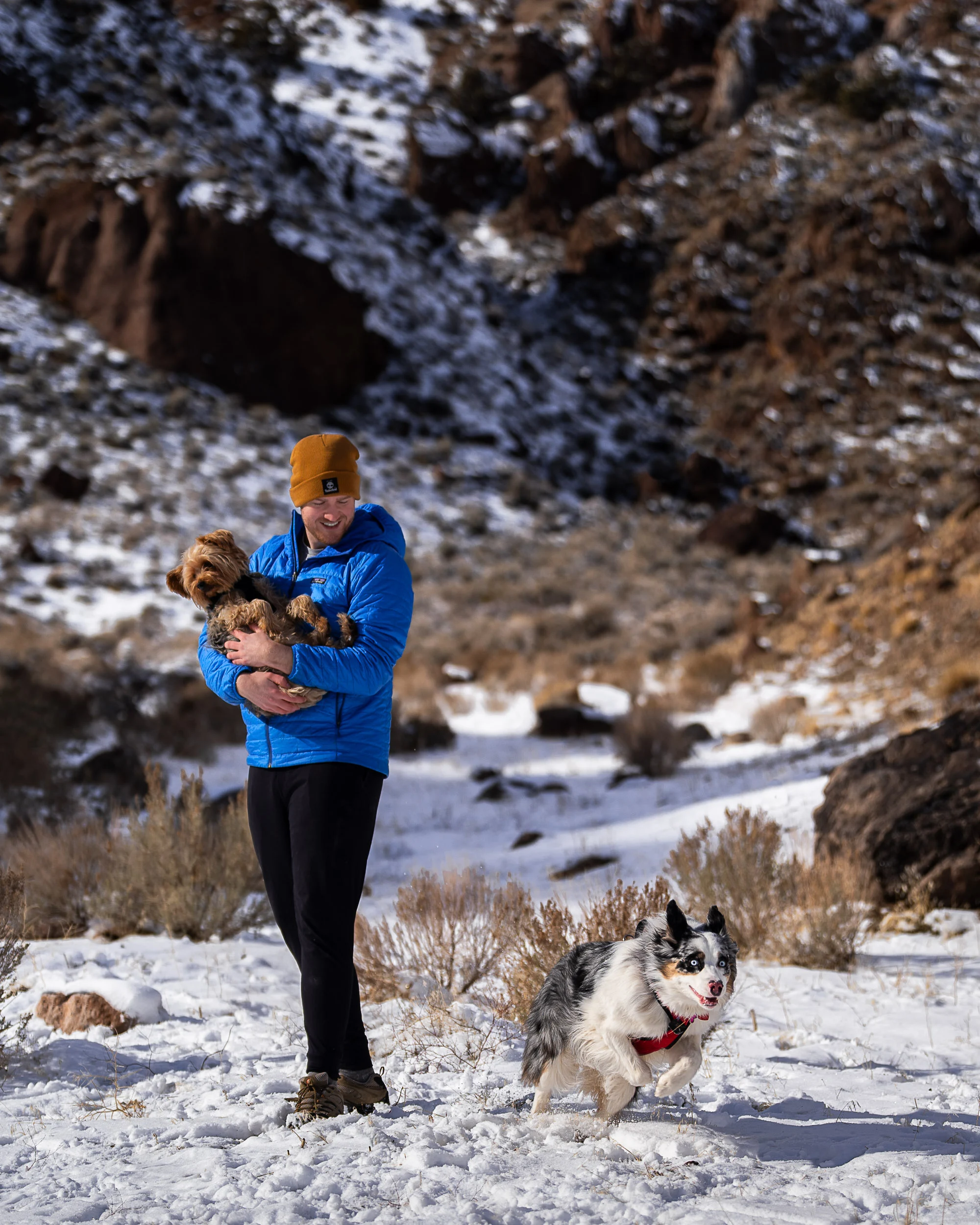 Full-time travel with dogs, holding a small Yorkie while an Australian Shepherd plays in the snow during a winter stop