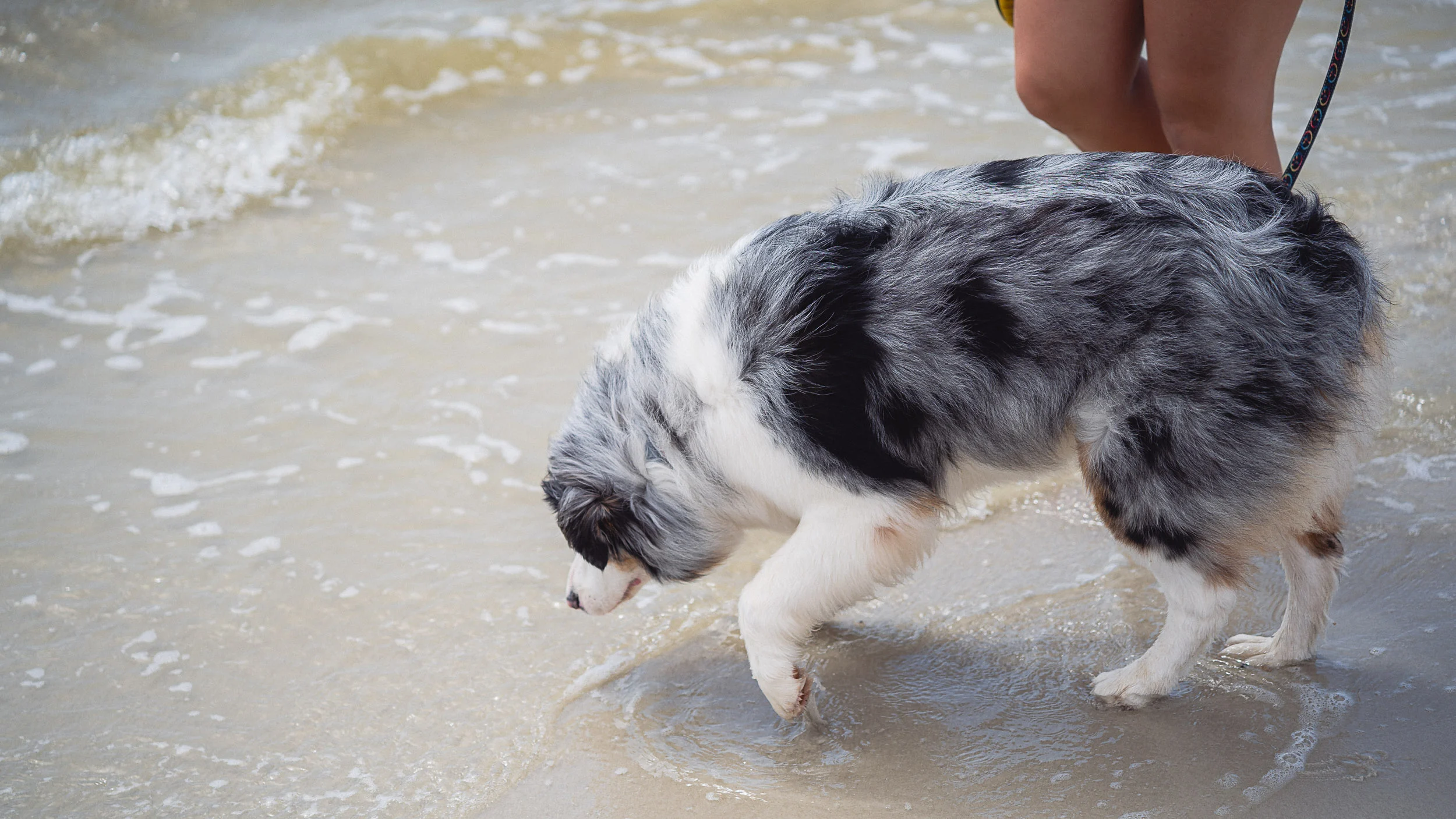 Australian Shepherd cautiously exploring the shoreline for the first time at the beach during travel
