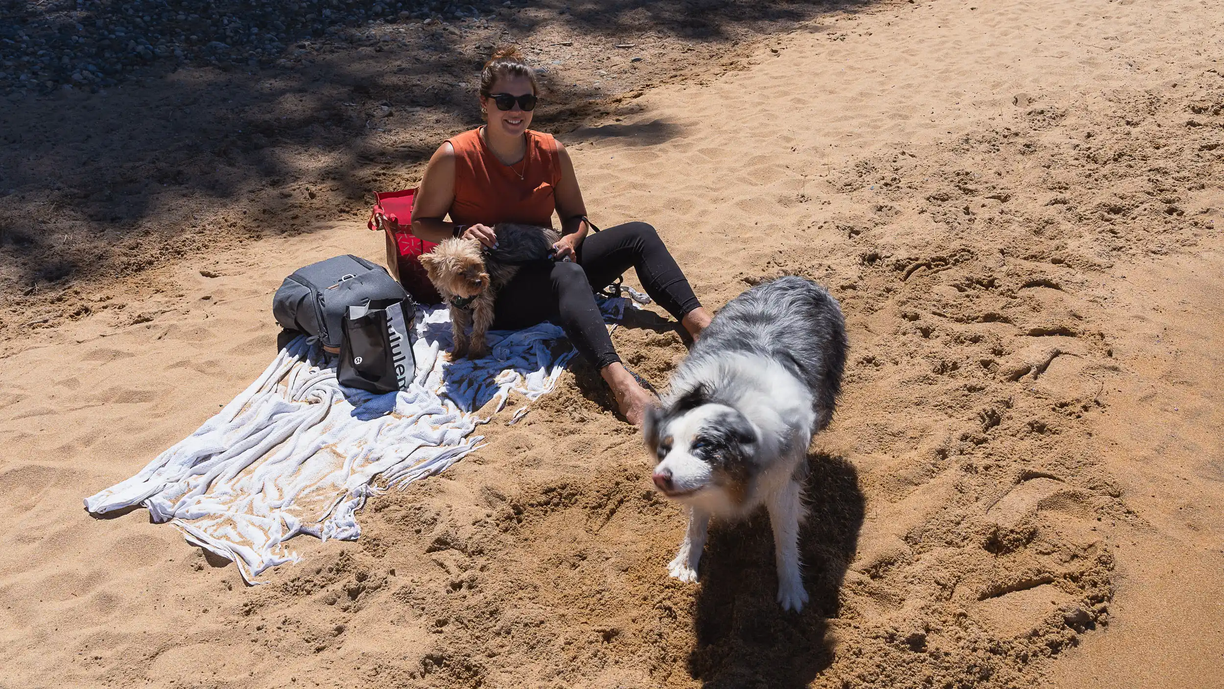Family moment during full-time travel with dogs at Lake Tahoe, Yorkie sitting on a blanket while an Australian Shepherd shakes off water nearby