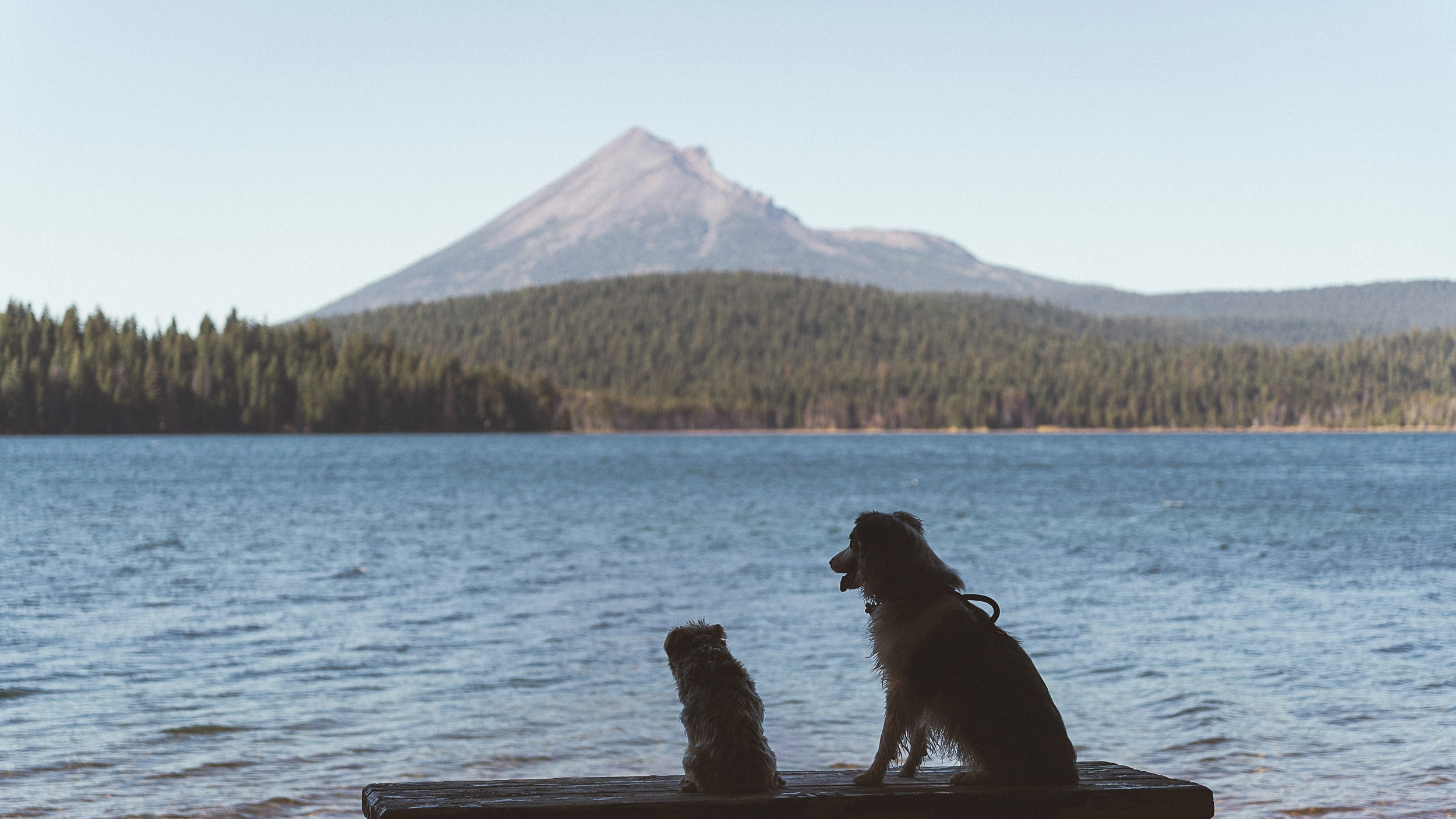 Two dogs sitting together on a scenic overlook during full-time travel with dogs, looking out over a lake, forest, and distant mountains